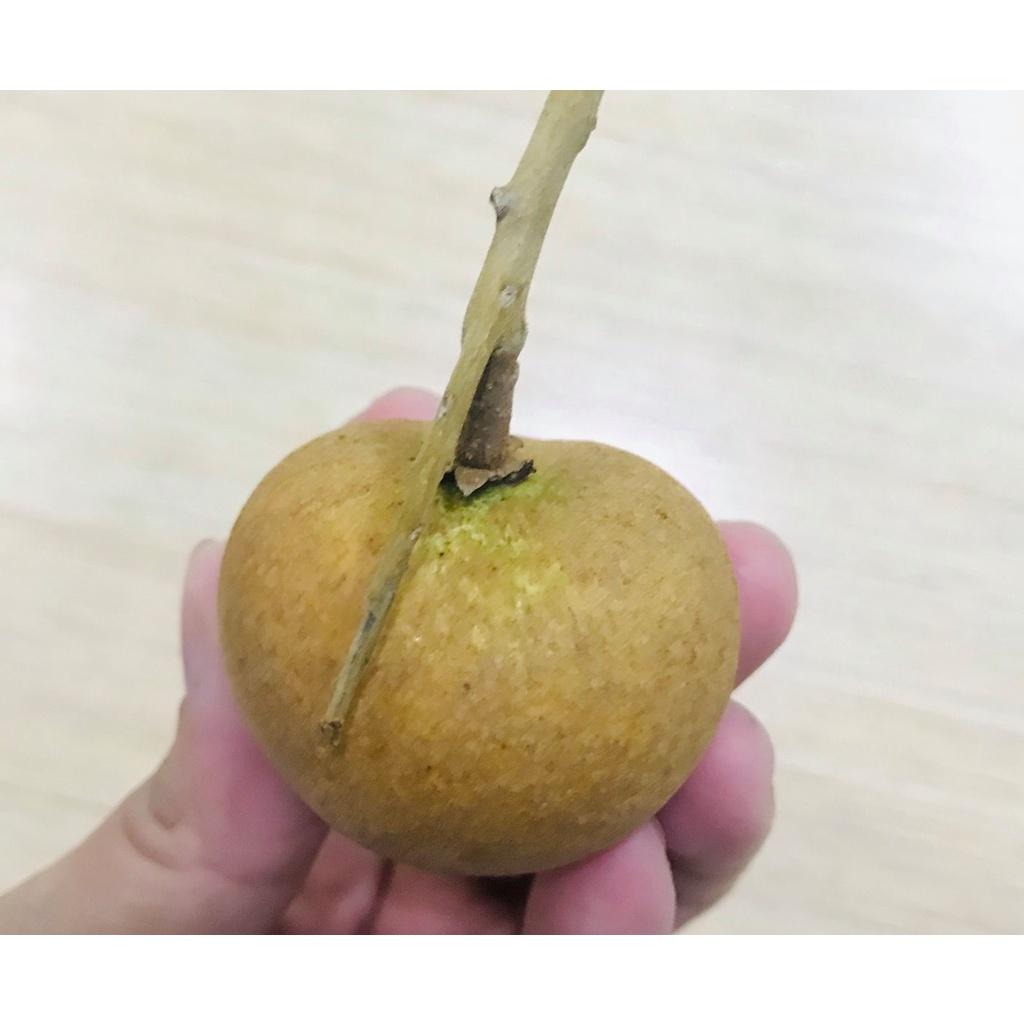 CÂY GIỐNG NHÃN CÙI VÂN