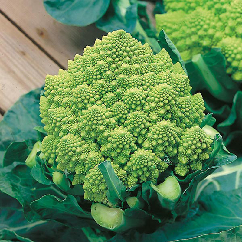 Hạt Giống Lơ San Hô GREEN CAULIFLOWER 229