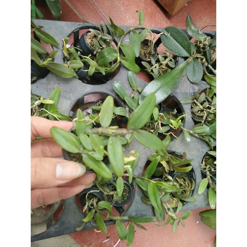 Hoa phong lan phi điệp tím thái - cây giống