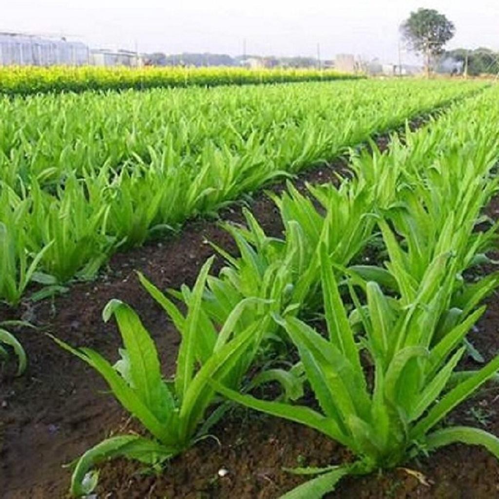 Gói 5g Hạt giống rau diếp thơm năng suất cao, chống chịu khỏe, dễ chăm sóc - Anh nông dân chính hiệu