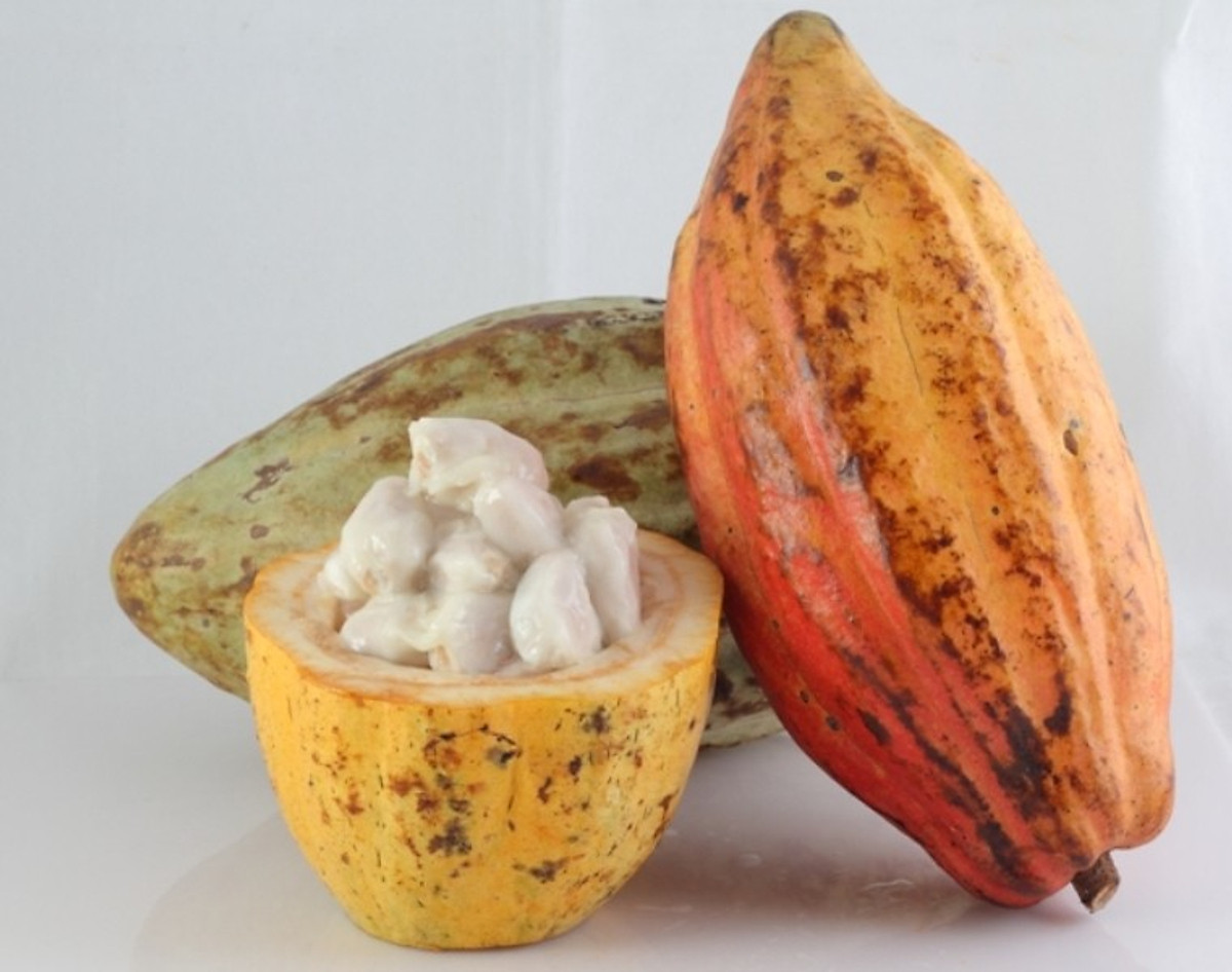 Bột cacao nguyên chất LACACAO Premium 250g - The Kaffeine