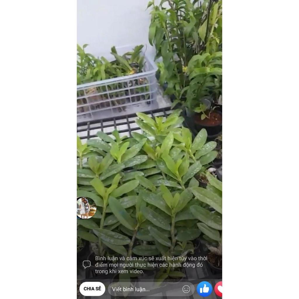 Hoa phong lan - phi điệp hòa bình f21