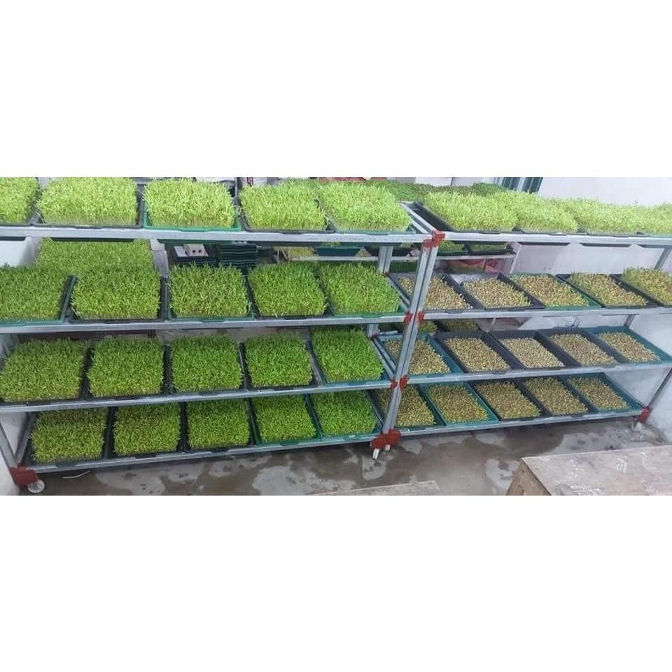1kg Hạt Giống Rau Mầm Củ Cải Trắng Đà Lạt