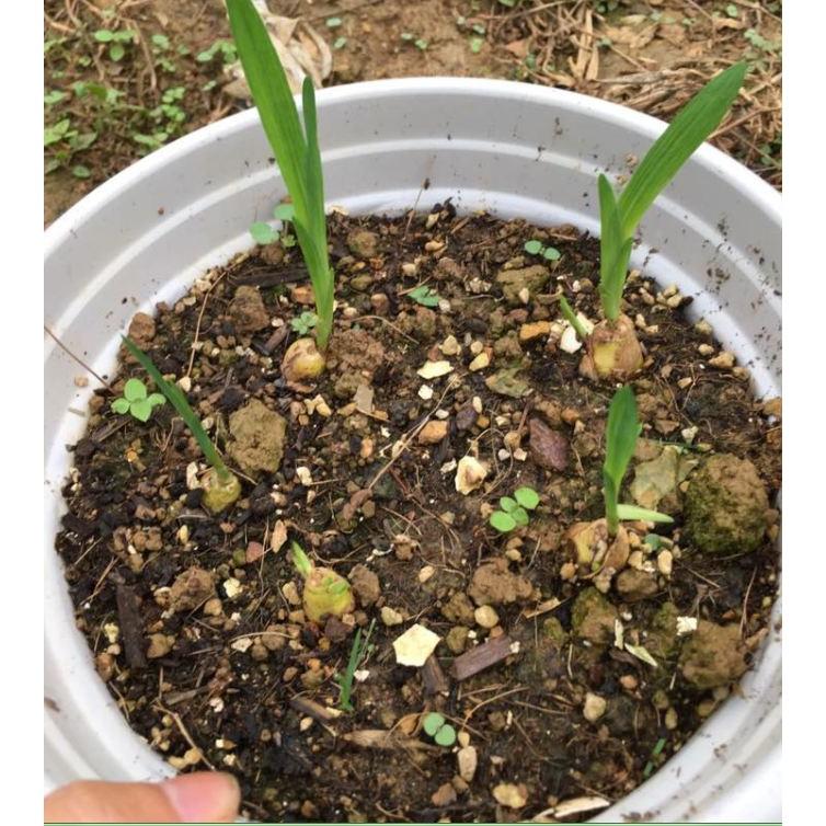 Củ giống hoa lan nam phi hoa màu hồng nhạt
