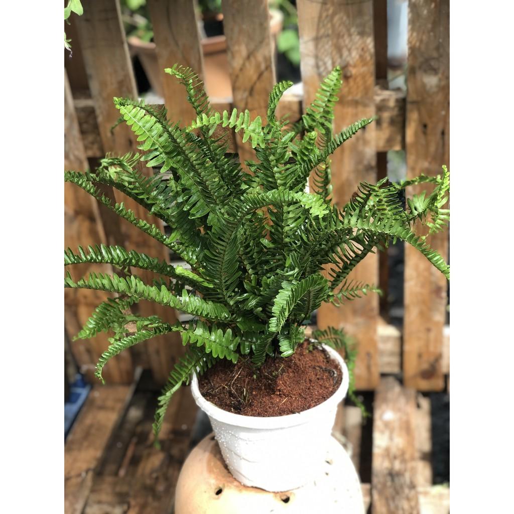 Chậu cây Dương Xỉ