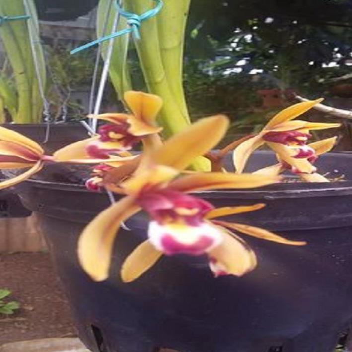 Hoa phong lan kiếm treo