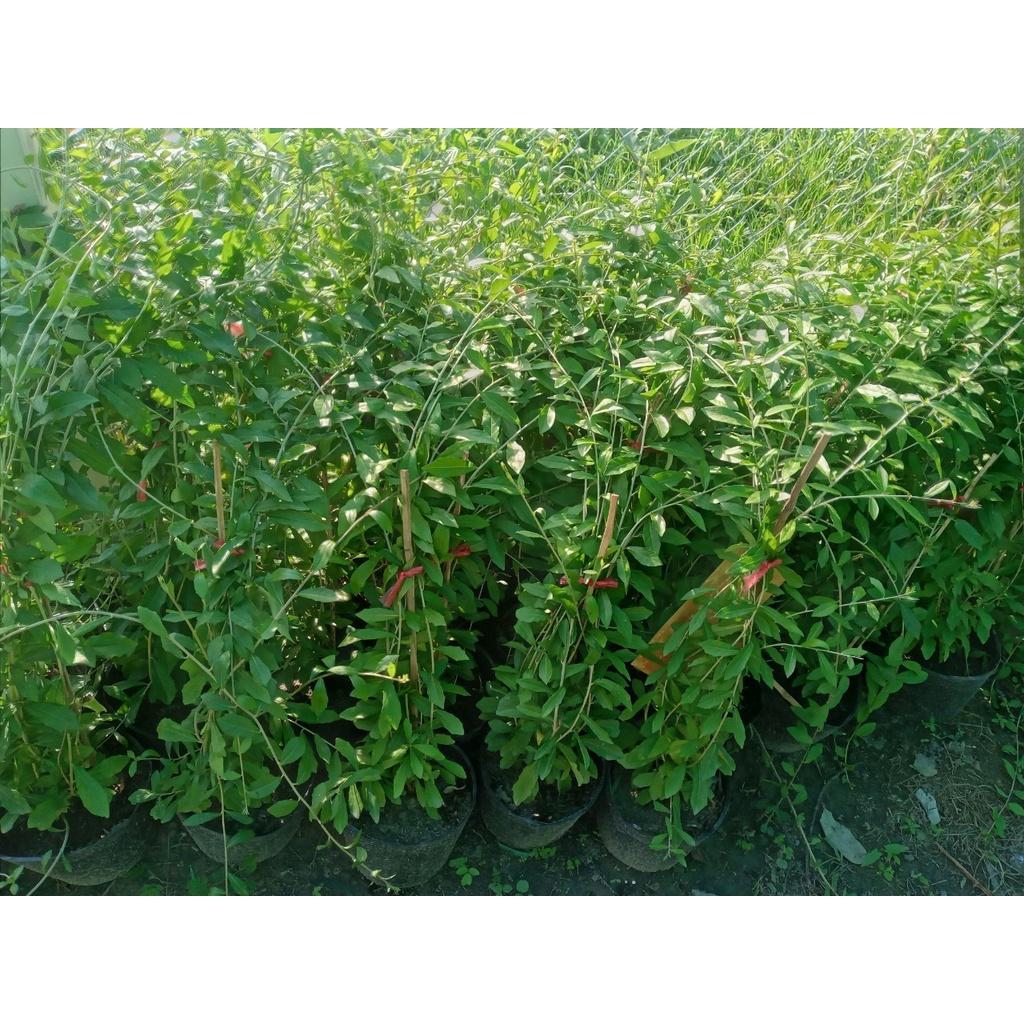 Cây Cúc Tần Ấn Độ LEO - BẦU CÂY GIỐNG