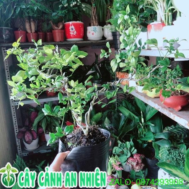 Cây Nguyệt Quế