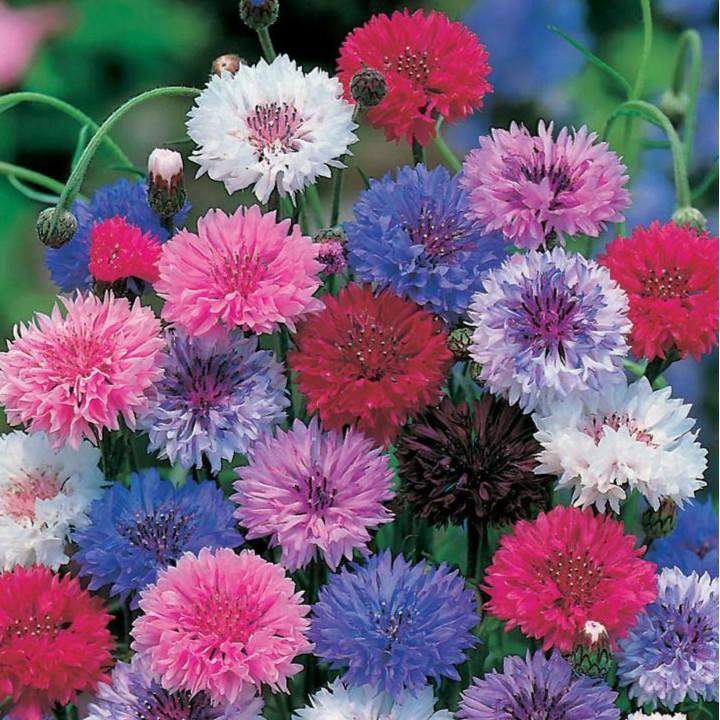 Hạt giống hoa trúc mai Mix