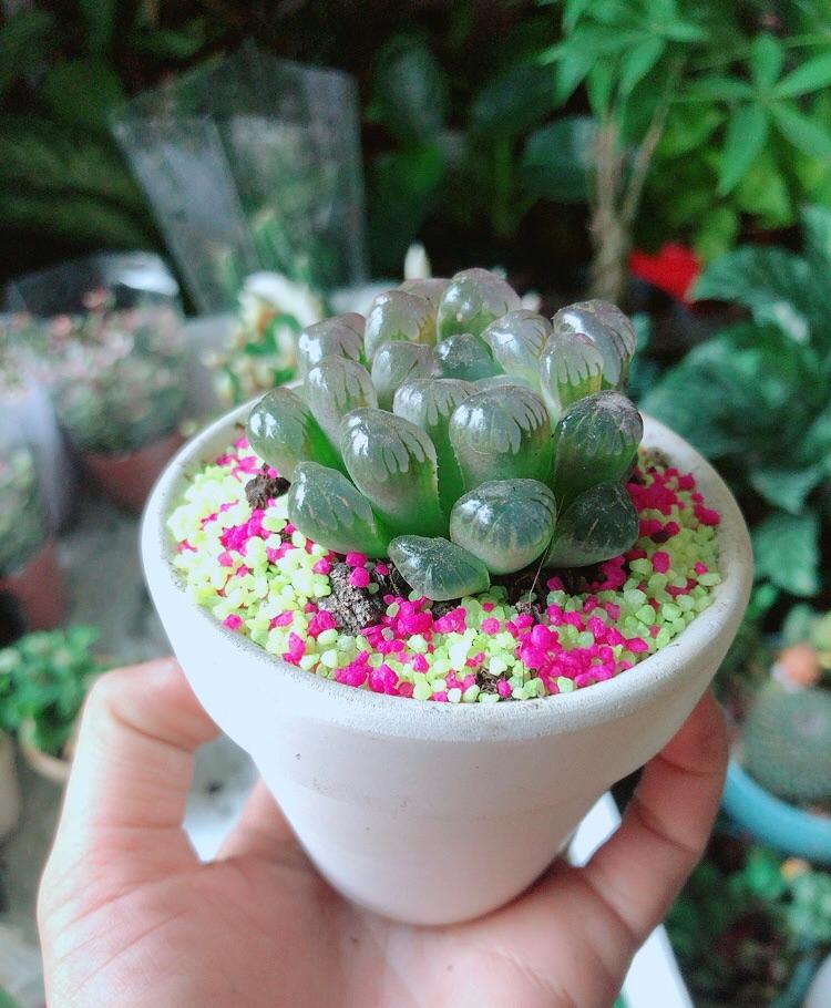 Chậu Cây Kim Cương Copi Màu Nâu