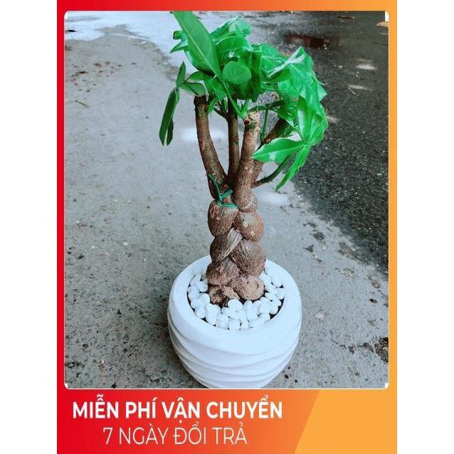 Chậu Kim Ngân 3 Thân Thắt Bính