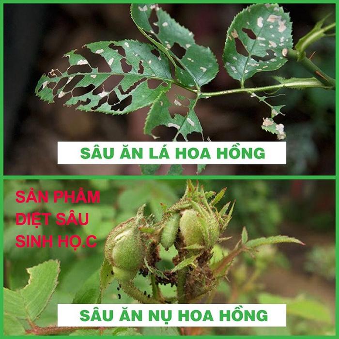 Diệt sâu ăn lá cho cây hoa mai vàng, hoa hồng, cây sứ và các loại hoa cây cảnh khác Sói.xám 15g