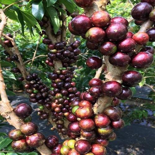 Cây giống nho thân gỗ Tứ Qúy