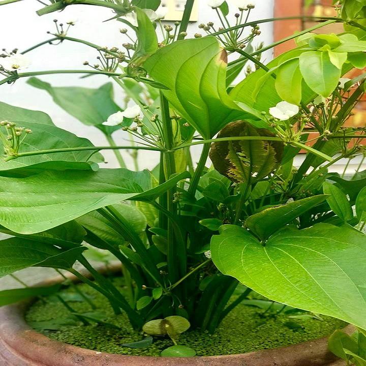 CHẬU CÂY BÁCH THỦY TIÊN