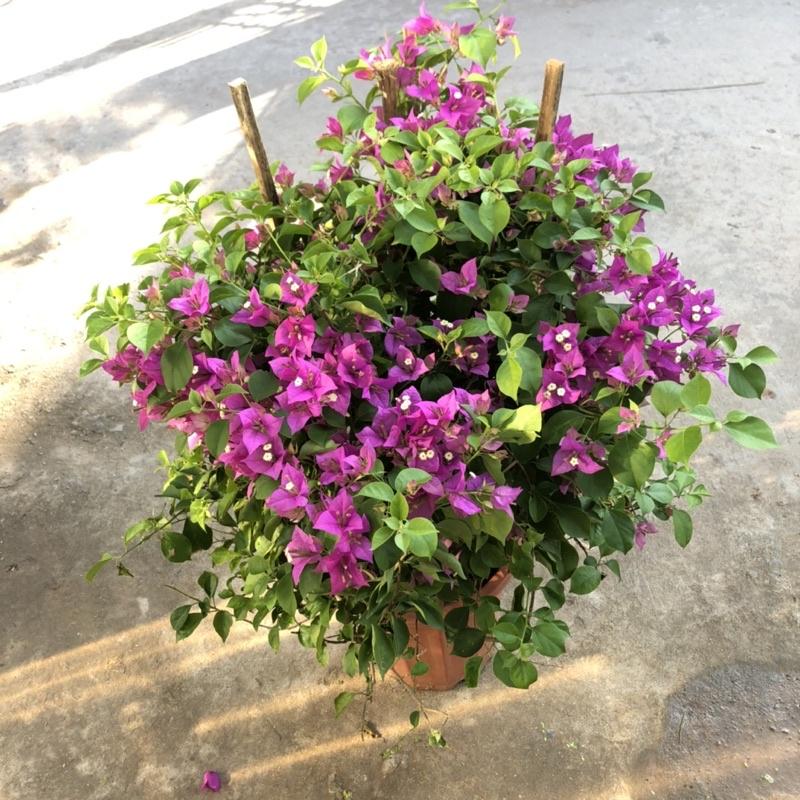 Cây hoa giấy tím huế lá nhỏ đang hoa cao 60 cm