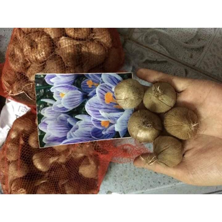 Bộ 6 Củ giống hoa nghệ tây 6 màu
