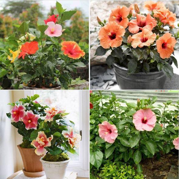 Hạt giống hoa râm bụt lùn Thái Mix màu 10 hạt/gói