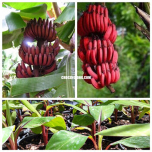 Cây Chuối Đỏ Dacca - Nhà vườn Xuân Khương