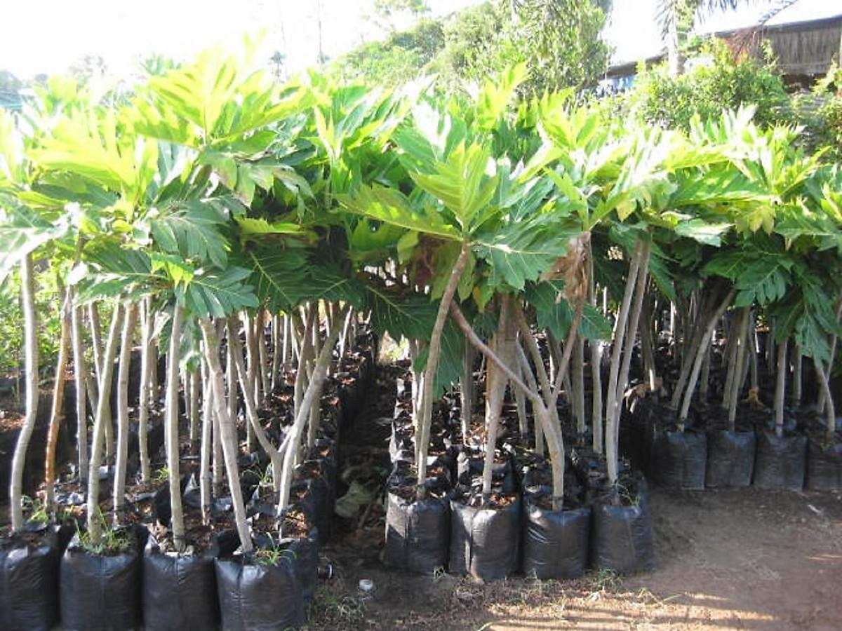 CÂY GIỐNG SA KÊ GHÉP.