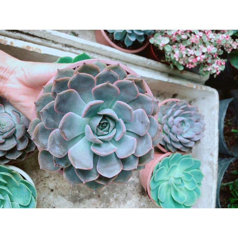 Sen Đá Tím Cánh Cứng Size Đại