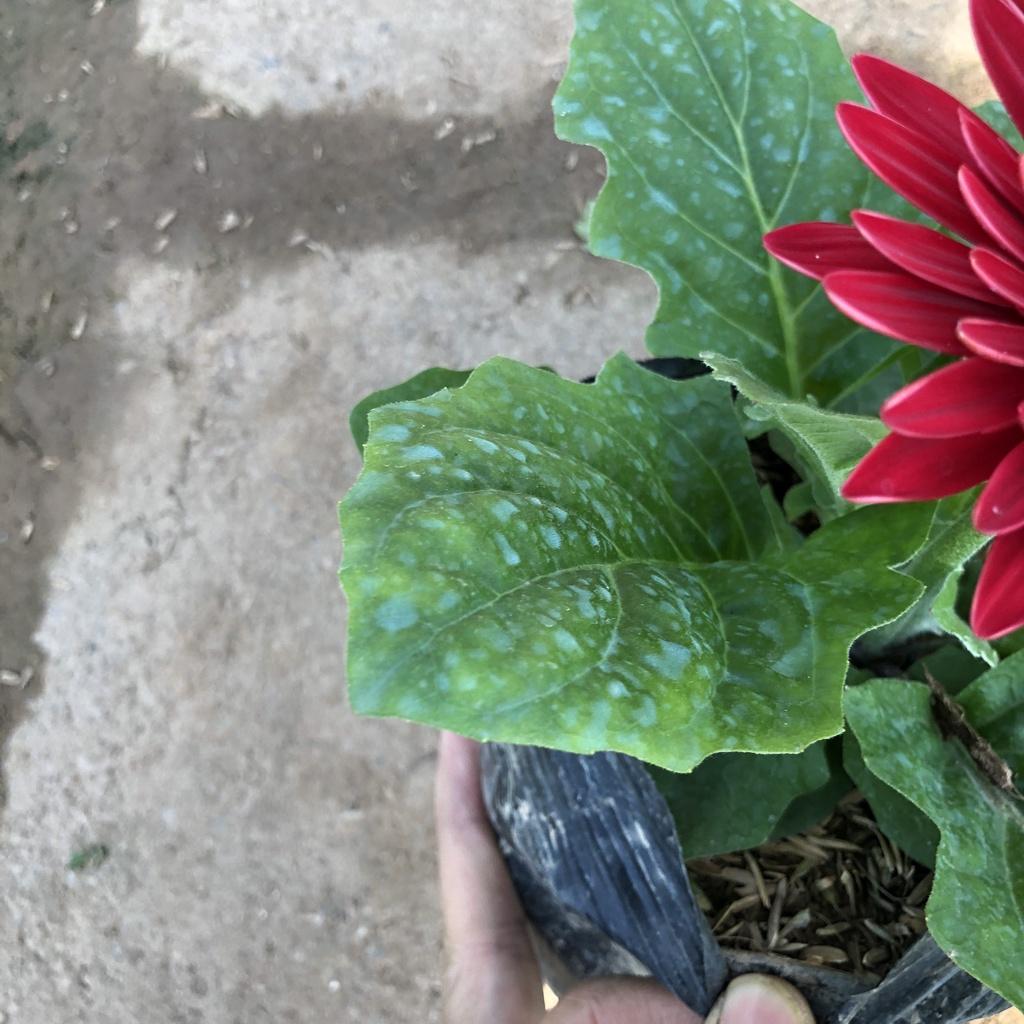 Cây đồng tiền lùn, chiều cao 15cm sẵn hoa tán cây to khỏe sức sống tốt dễ dàng chăm sóc trồng được các loại chậu to nhỏ