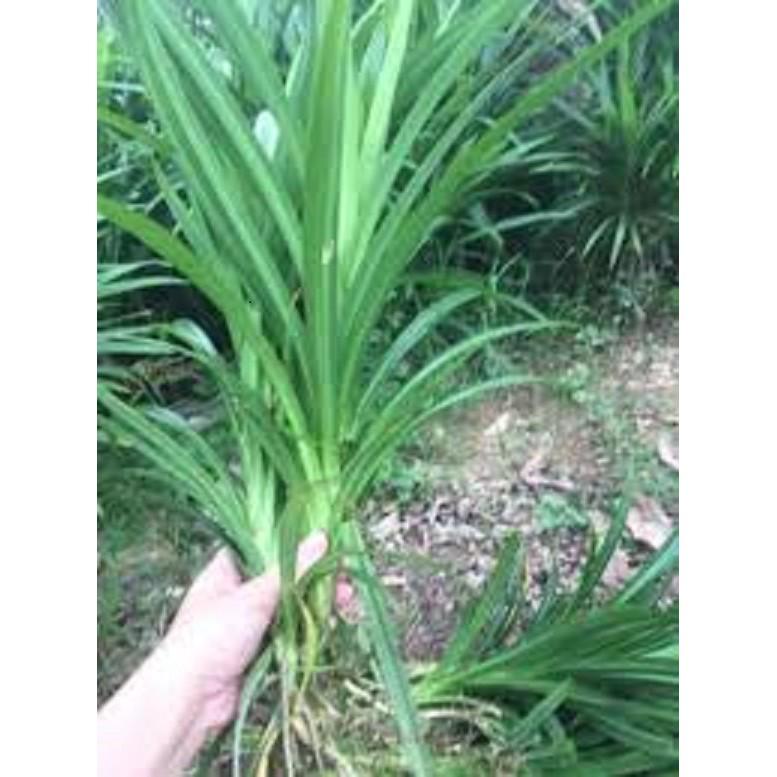 BẦY CÂY LÁ CƠM NẾP , LÁ NẾP THƠM - BẦU CÂY GIỐNG