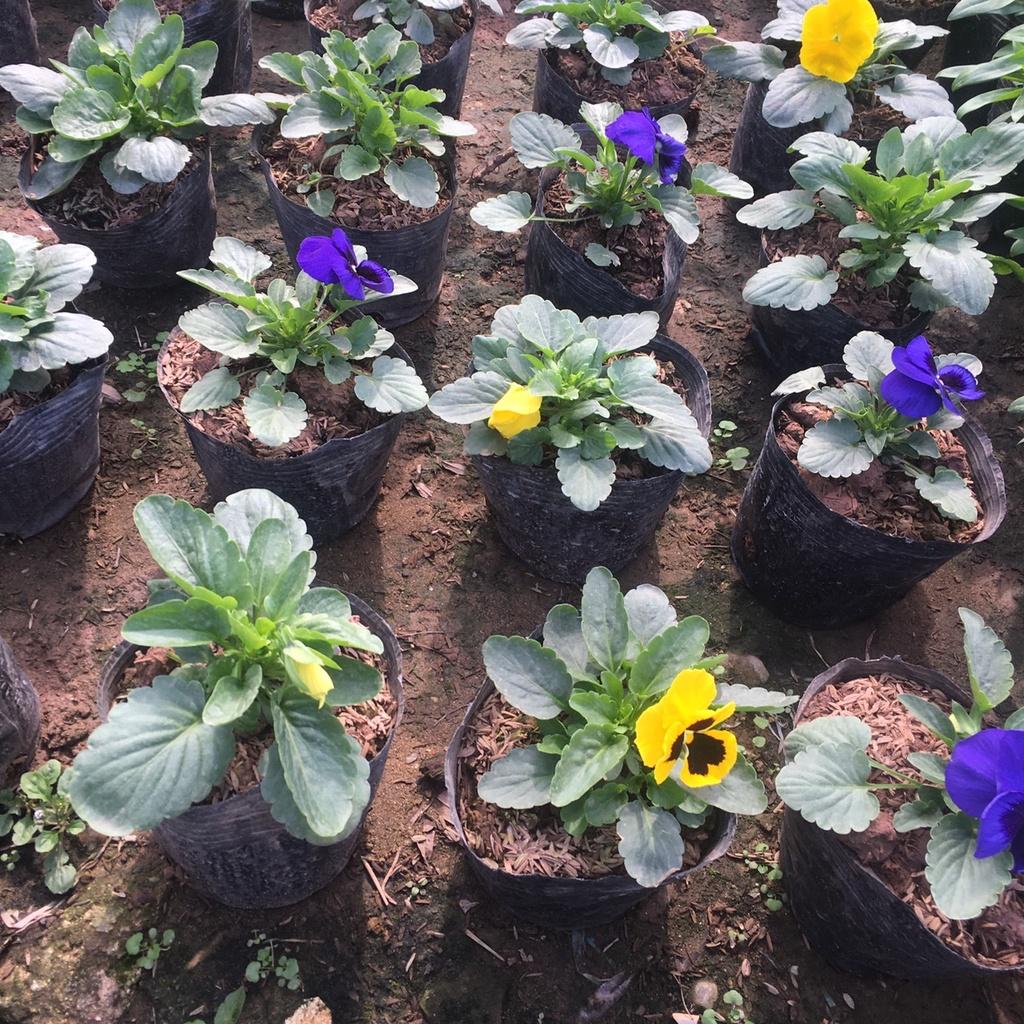 Cây Hoa Pansy Trồng Sẵn Bầu Đen,Màu Sắc Bắt Mắt
