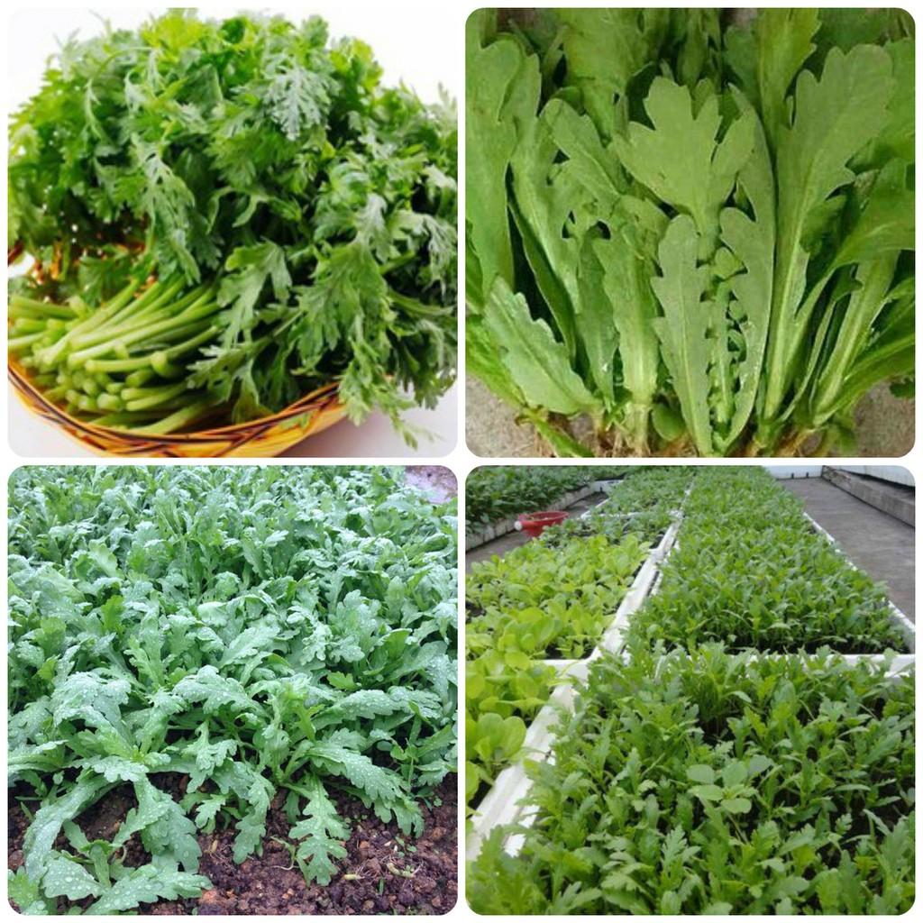 Hạt giống rau tần ô - rau cúc
