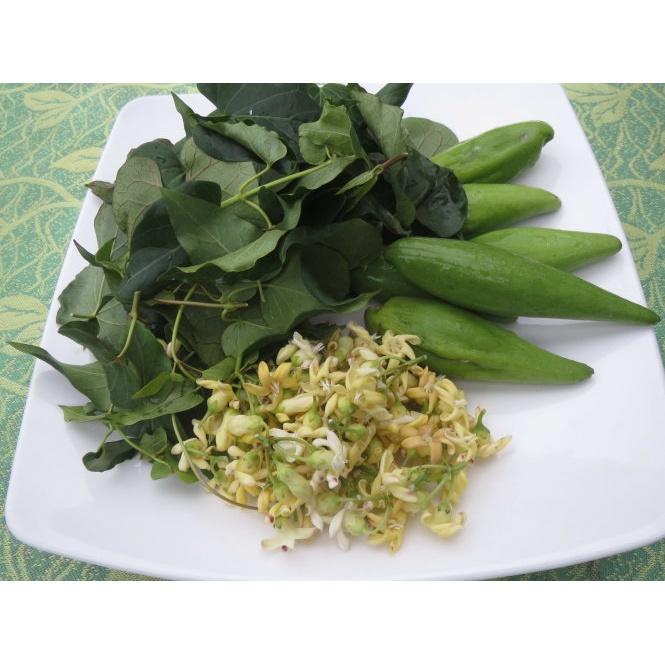 Cây rau quả mỏ giống- cây giống lên bầu phát triển ổn định