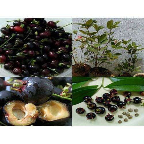 CÂY GIỐNG CHERRY BRAZIL CHỊU NHIỆT,QUẢ TO ĐỎ MỌNG CAM KẾT CHUẨN GIỐNG F1