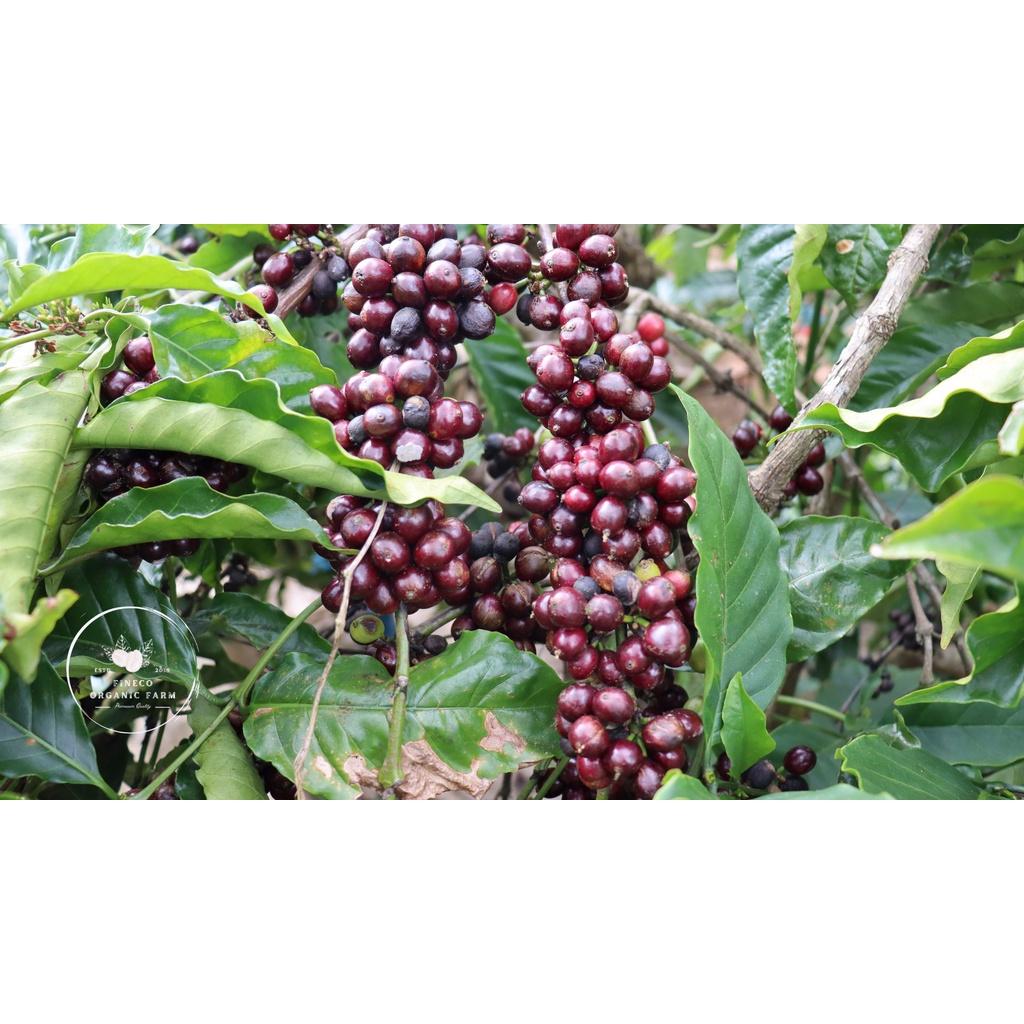 Robusta Natural (Chế biến tự nhiên) ĐắkLăk - Vị đậm, mạnh mẽ, lượng caffein cao - Cà phê Pha phin/ Pha máy |250 - 500gr|