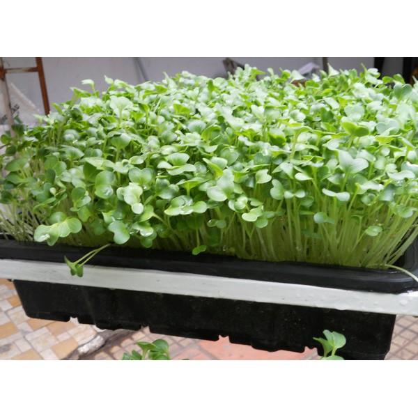 Hạt giống rau mầm củ cải trắng 100g