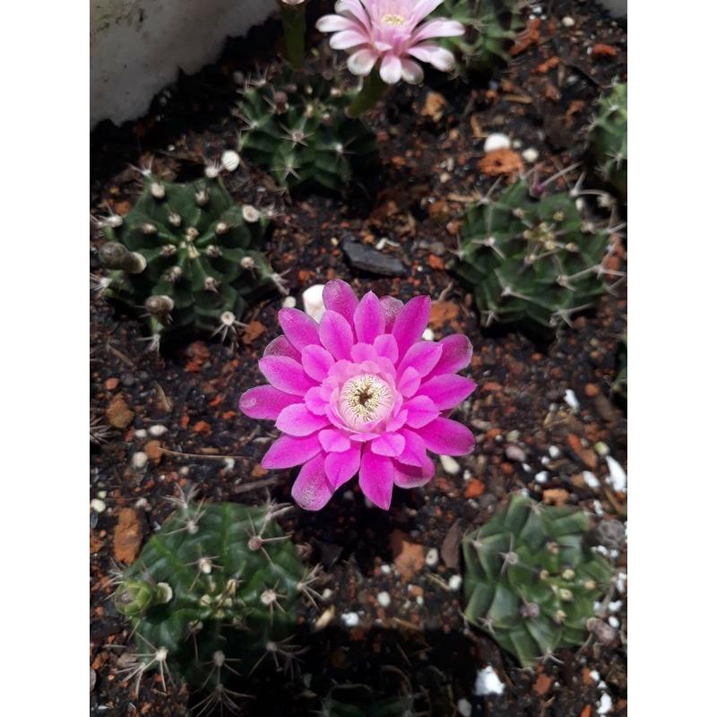 Hạt giống hoa xương rồng gấm mix màu KNS3545 - Gói 20 hạt