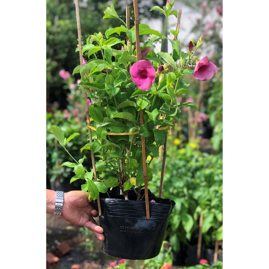 Chậu cây Hồng Anh hoa tím cao 70 cm