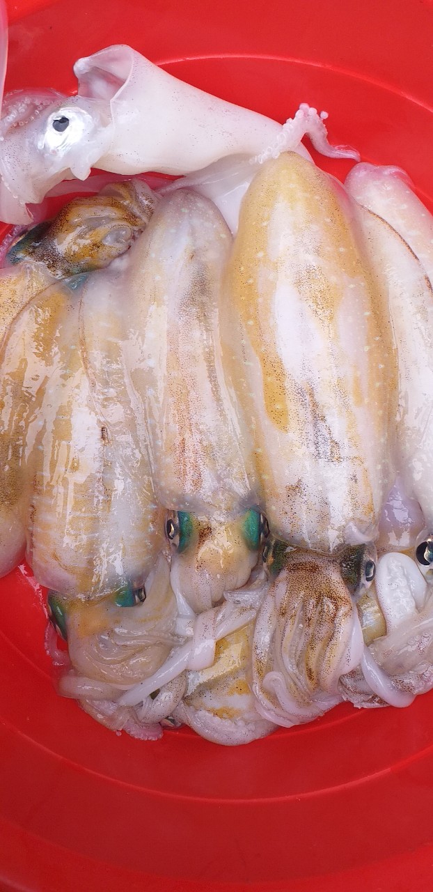 MỰC ỐNG 4CON/KG