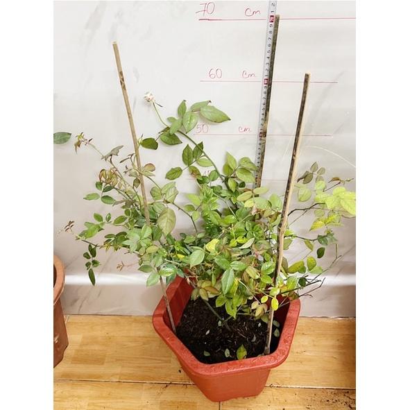 Hoa hồng SaPa nguyên bản- bầu to cây lớn trưởng thành