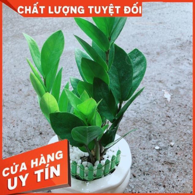 Chậu Kim Tiền Thái