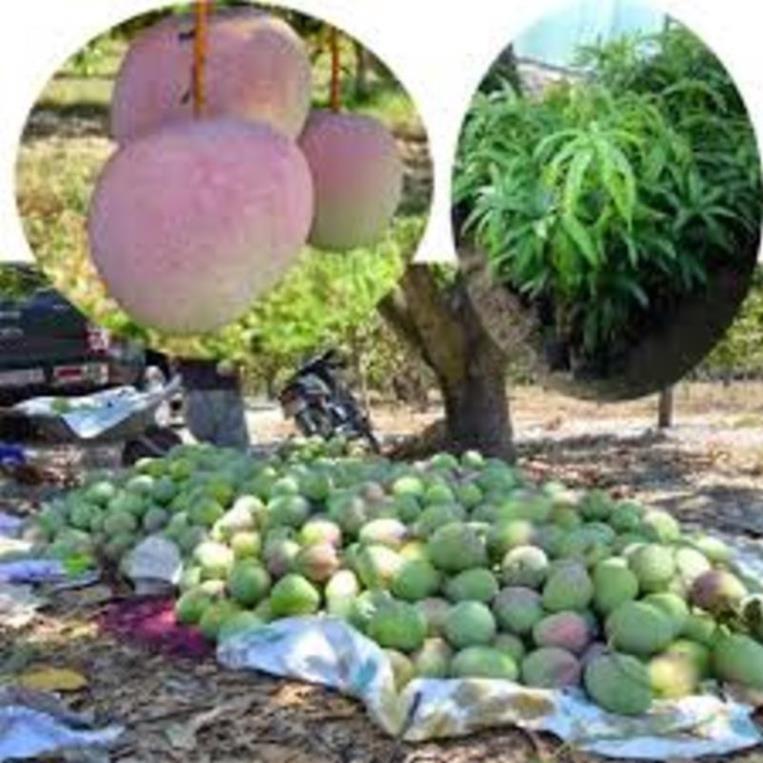 Cây giông xoài úc cây giống chuẩn cho năng suất cao
