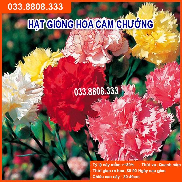 Hạt Giống Hoa Cẩm Chướng Nhiều Màu Thích Hợp Trồng Thời Tiết Mát Mẻ Trong Chậu