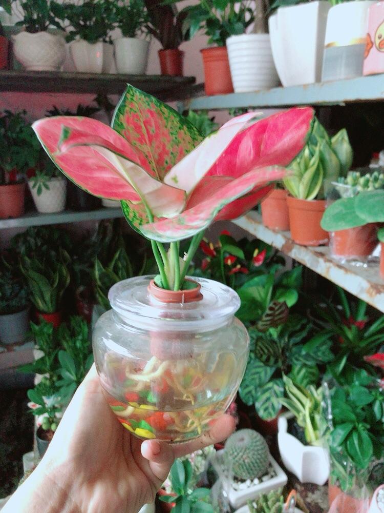 Chậu Cây Vạn Lộc Thuỷ Sinh
