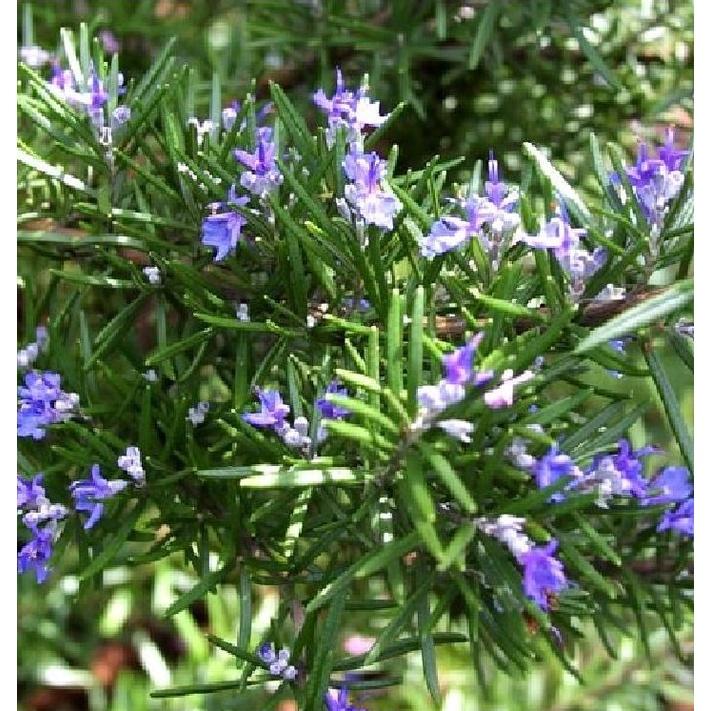 Hạt Giống Cây Hương Thảo Rosemary KNS3502 - Gói 20 hạt