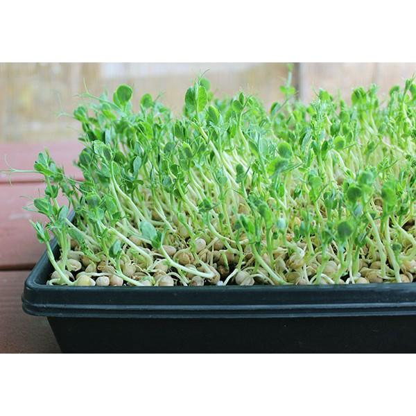 HẠT GIỐNG RAU MẦM ĐẬU HÀ LAN 20G