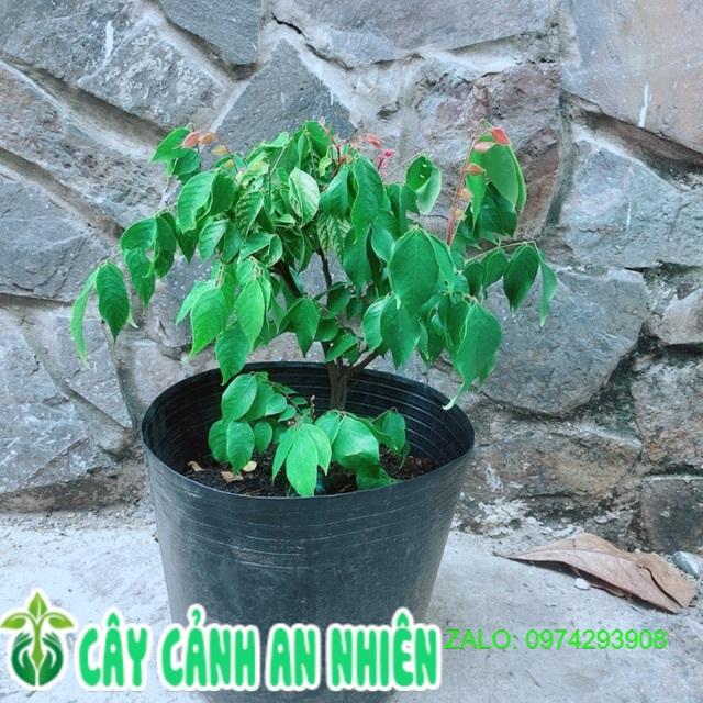 Bụi Khế Cho Sai Trái