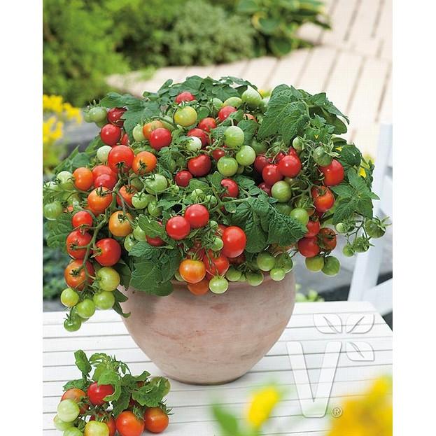 Hạt Giống Cà Chua Bi Lùn F1 Quả đỏ - 0,2g