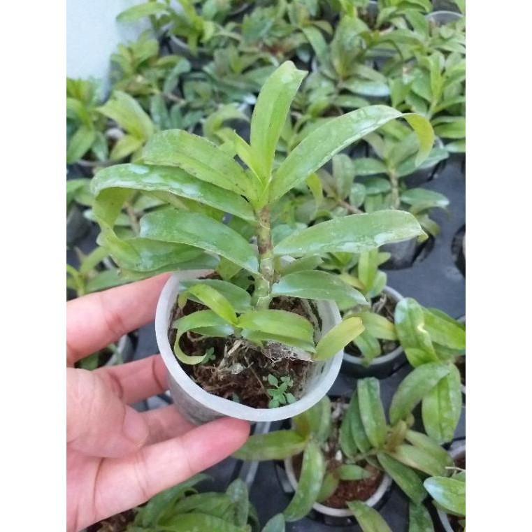 Hoa phong lan - phi điệp tím cánh bầu