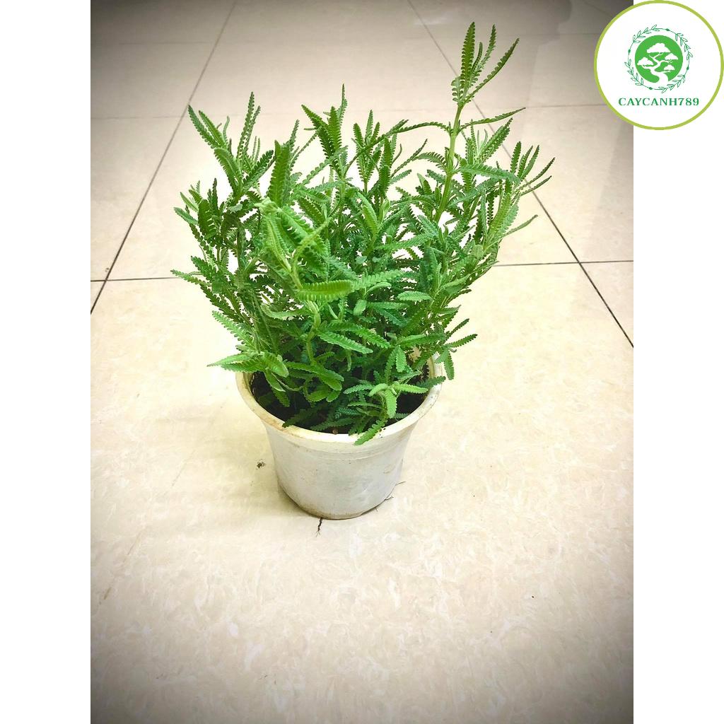 Cây oải hương - Lavender đang hoa cao 30 cm (ảnh thật).