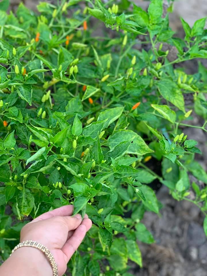 Cây Ớt Xiêm Xanh