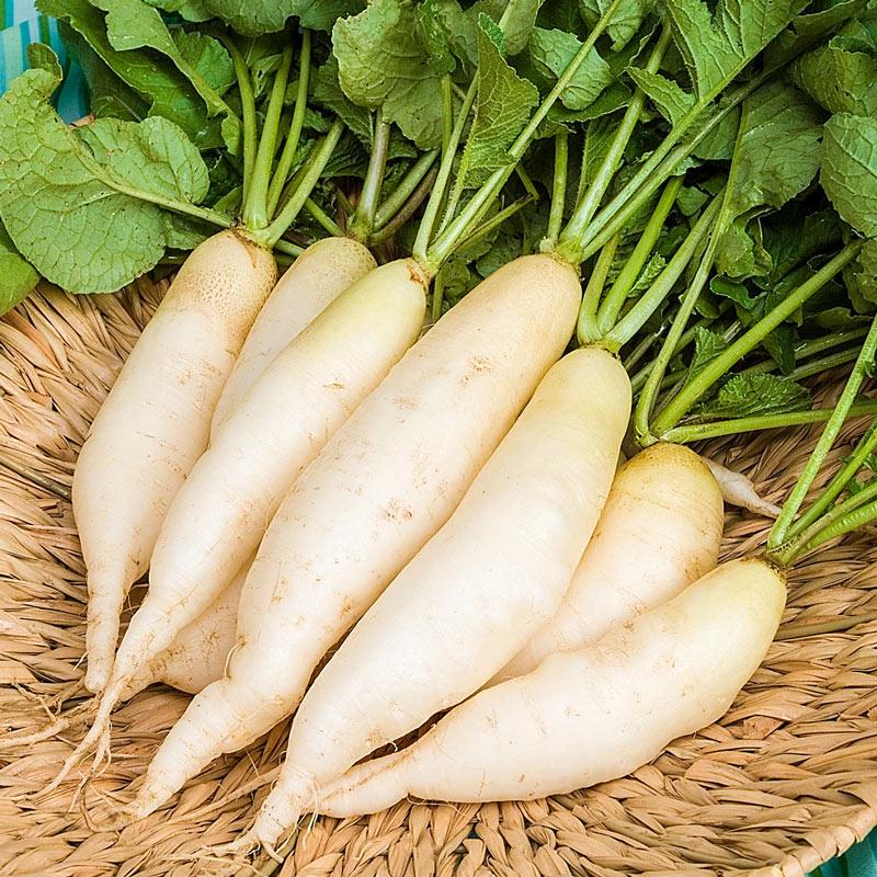 Hạt giống Củ cải trắng Rado 107 gói 50gr - RẤT DỄ TRỒNG