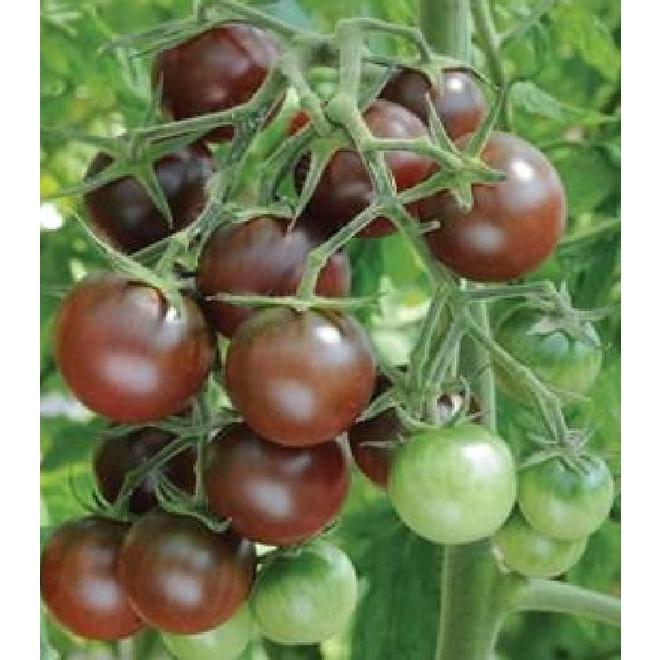 Combo 2 gói Hạt giống cà chua socola chùm dể trồng f1- gói 20 hạt-tặng kèm gói phân bón lót