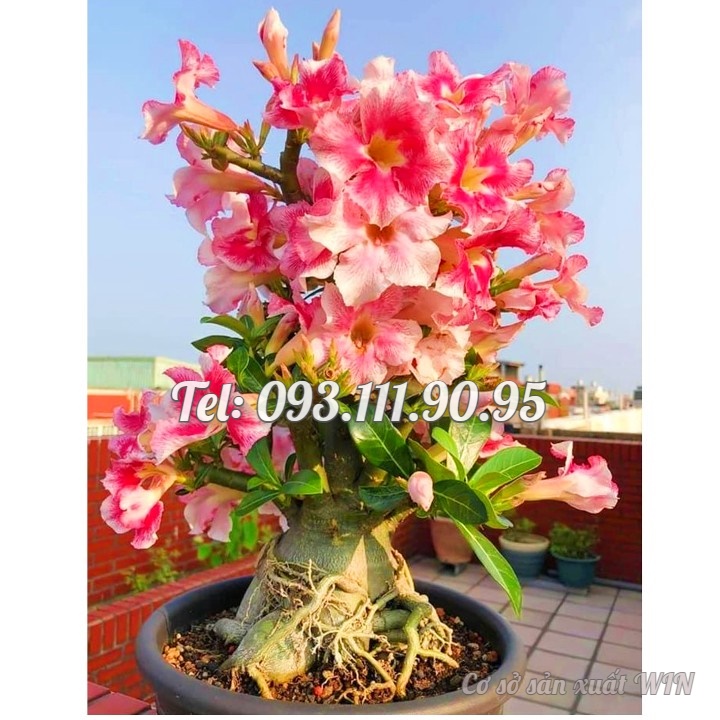 Hạt giống hoa sứ Taiwan ghép cánh to nhiều tầng thiên nga trắng hồng - Bịch 10 hạt – Mã số 1286
